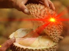 To Live Is To En-Durian The Struggles Of Life