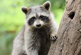 If You Were an Animal, What Would You Be?