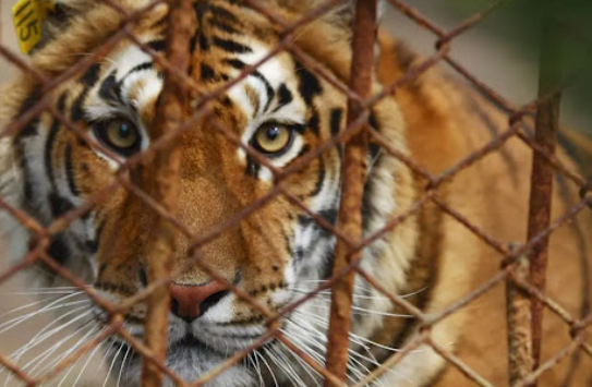 Animals in Captivity